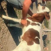 گوساله سیمنتال نر پنج روزه|حیوانات مزرعه|اهر, |دیوار