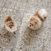 پامر خرسی ماده|سگ|اصفهان, امیرعرب|دیوار