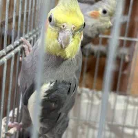 عروس هلندی 2 جفت نر و ماده