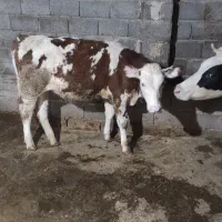 مایل به معاوضه نیستم|حیوانات مزرعه|جیرنده, |دیوار