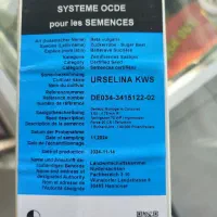 بذر چغندر بهاره|عمدهفروشی|بیستون, |دیوار