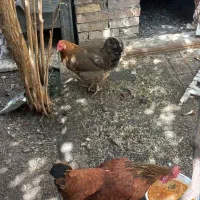 مرغ تخم گذارمحلی سالم ودرشت
