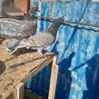 کفتر پلاکی|پرنده|شیراز, دست خضر|دیوار