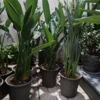 گیاه پرنده بهشتی گل خاص|گل و گیاه طبیعی|رشت, کوی امام رضا|دیوار