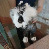خرگوش