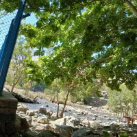 پروانه کسب گم شده