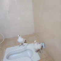 پلنگ و دمسیاه ماهان|پرنده|ماهان, |دیوار