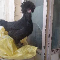 مرغ سیاه گلباقلی وسلطان زینتی جفت باهم ۳م