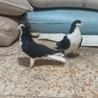 دمگیر سیاه پشت کاکلی و ی بوم طوق ماده|پرنده|شهرضا, |دیوار