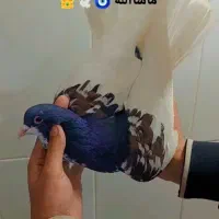 خال افشون نر عطیقه.بردسکن