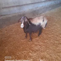 گوسفند کشتاری