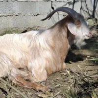 بز مناسب کشتار