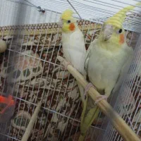 جفت عروس هلندی  مولد