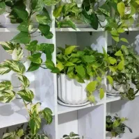 استند ام دی اف