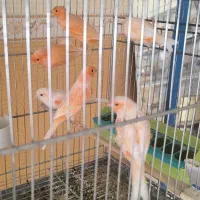 قناری رسمی سرخ و موزاییکی|پرنده|جرقویه, |دیوار