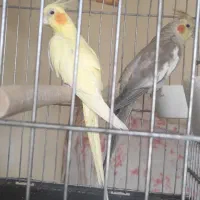عروس هلندی