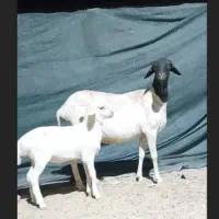 میش صومال بابره نر|حیوانات مزرعه|بندرعباس, |دیوار