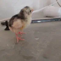 جوجه لاری|حیوانات مزرعه|شیراز, سهل‌آباد|دیوار