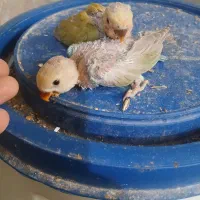 جوجه طوطی برزیلی