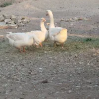 قوغاز سفید|حیوانات مزرعه|دشتابی, |دیوار