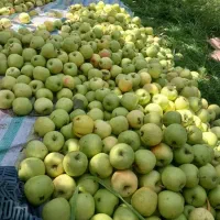 خریدارسیب ابگیری..ضایعات