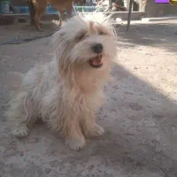 سگ گمشده نجف شهرمسکن مهرناصرخسروغربی|حیوانات|سیرجان, |دیوار