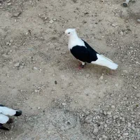 دوکت سیاه