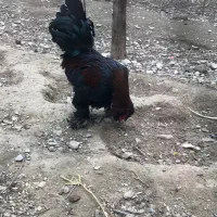 خروس پاپر تاج هفتی