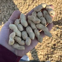 بادام رقم گلی افتاب خشک|عمده‌فروشی|آستانه اشرفیه, |دیوار