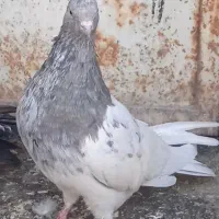 کفتر ماده تخمگذار|پرنده|شیروان (خراسان), |دیوار