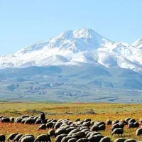 ذرت علوفه فله و بسته بندی