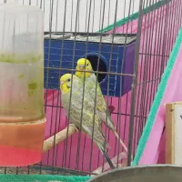 مرغ عشق معاوضه با کبوتر یا جوجه قناری ماده