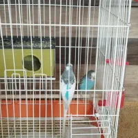 فروش یک جفت مرغ عشق