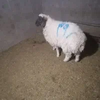 فروش بره نر دورگ مناسب پلوار و سربریدن