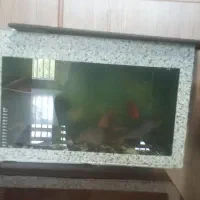 اکواریوم