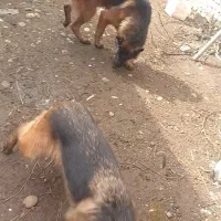 واگذاری یک جفت سگ ژرمن شولاین|سگ|قائم‌شهر, |دیوار