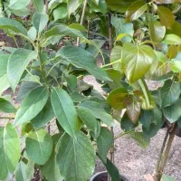 فروش نهال آووکادو ۲ تا ۵ ساله پیوندی  زوتانو-بیکن|عمده‌فروشی|کلارآباد, |دیوار