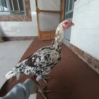 سه عدد مرغ لاری  با یه جفت خروس و مرغ نوچه لاری