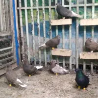 کبوتر ماده دم سفید|پرنده|اهواز, کارون|دیوار