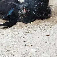 چند عدد مرغ|حیوانات مزرعه|بندر دیر, |دیوار