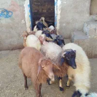 گوسفند|حیوانات مزرعه|جوانرود, |دیوار