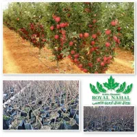 فروش نهال سیب پایه مالینگ ام 7