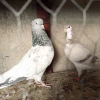 کبوتر|پرنده|نیشابور, فخریه|دیوار