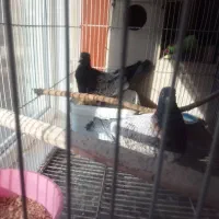 کبوترطاووسی..|پرنده|گنبد کاووس, |دیوار