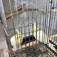 سه جفت عروس هلندی|پرنده|بندرعباس, |دیوار