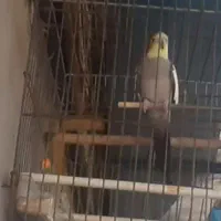 عروس هلندی گمشده