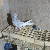 یک جفت ماده دم سفید|پرنده|امیدیه, |دیوار