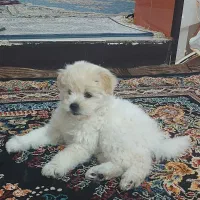 سگ آپارتمانی شناسنامه دار