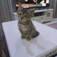 بچه گربه دو ماهه نر