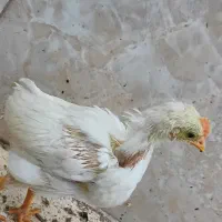 جوجه|حیوانات مزرعه|قم, پردیسان|دیوار